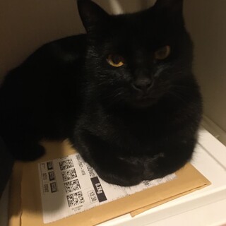 ★トライアル中　3歳　賢い女の子