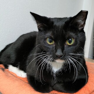 キュートな女王様！顎白姉妹のハチ