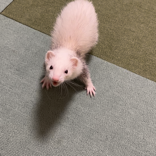フェレットの里親募集