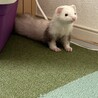 フェレットの里親募集 サムネイル2