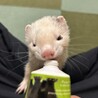 フェレットの里親募集 サムネイル3