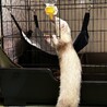 フェレットの里親募集 サムネイル4