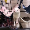 フェレットの里親募集 サムネイル5
