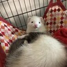フェレットの里親募集 サムネイル6