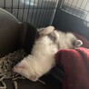 フェレットの里親募集 サムネイル7
