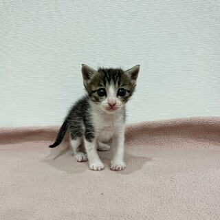 生後1.5ヶ月☆元気一杯な女の子です