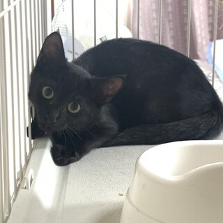 3ヶ月のクロネコちゃん