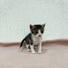 生後1.5ヶ月☆元気一杯な女の子です サムネイル2