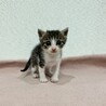 生後1.5ヶ月☆元気一杯な女の子です サムネイル3