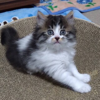 ふわふわモコモコ1ヶ月のルーチェちゃん
