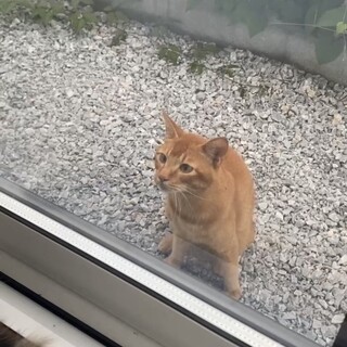 【人懐っこい茶トラ】推定0～1才程度のオス猫です！