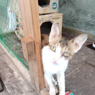 とにかく小柄でクモの巣とヤブ蚊だらけでした