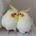 オカメインコ２羽里親募集です。