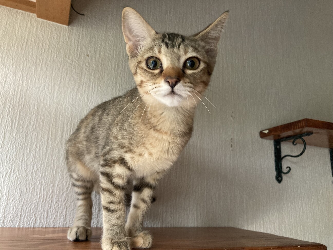 ドラちゃん出品 sf0109set-10_700x.jpg?v=1652075251