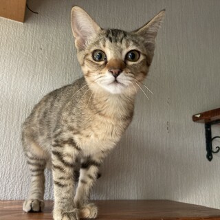 お口元ぷっくり可愛いトラちゃん