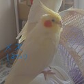 オカメインコ２羽里親募集です。