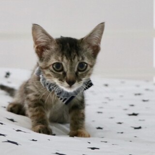 生後3ヵ月☆５兄弟☆キジトラのレイちゃん♪