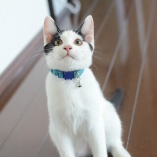 【9/18譲渡会】ブチが個性的！イケメン⭐︎エコー