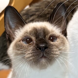 【9/17東日本橋】ツンデレ姫♡リカーナちゃん