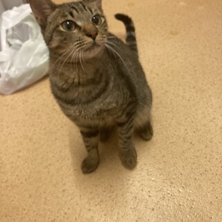 9/17譲渡会　優しいキジトラくん　仮名てんぱち