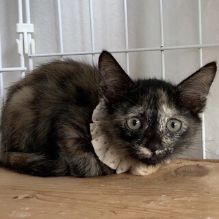 生後3ヵ月☆５兄弟☆サビ柄のズンちゃん♪♀