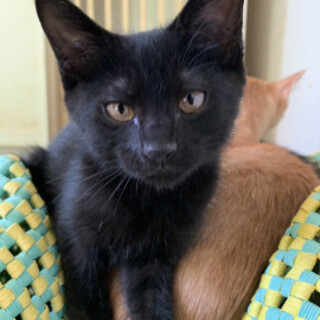 3兄妹黒猫のくねりちゃん」東京都 - 猫の里親募集(469958) 1枚目の