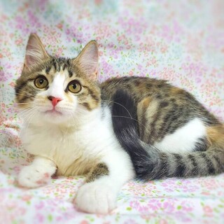 【9/17東日本橋】天真爛漫♡ふわふわちゃん