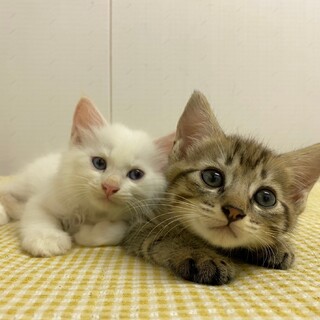 9/17譲渡会　ふわふわ白くん　ブルーアイ