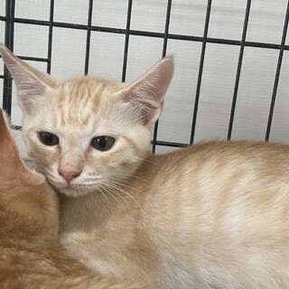 甘え上手(^^)ミルクティー色のプルート