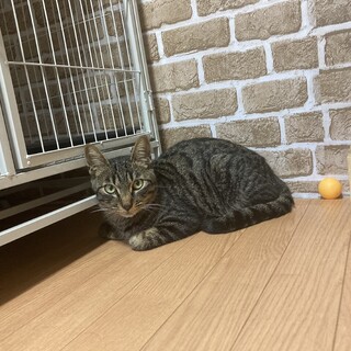 キジトラ　タッくん　美しい柄