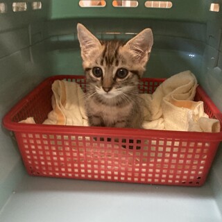 9/17譲渡会　ふわふわキジトラ　子猫約１ヶ月半