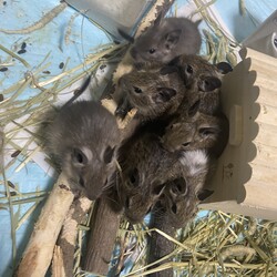 最後に9匹で過ごす夜