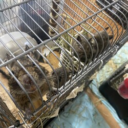 「最後に9匹で過ごす夜」サムネイル2