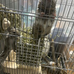 「最後に9匹で過ごす夜」サムネイル3