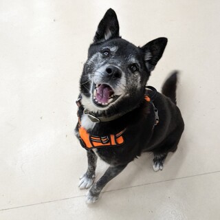 お顔周りの白さがチャームポイントのこんぶ君！