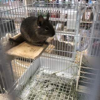 元気いっぱいデグーです