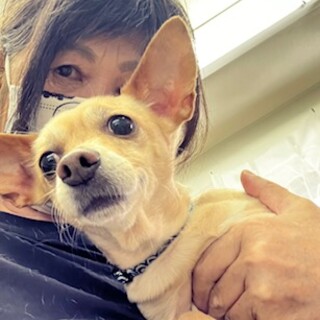 人懐こく甘えん坊なミクちゃんです（8才）