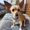 人懐こく甘えん坊なミクちゃんです（8才） サムネイル3