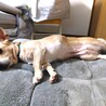 人懐こく甘えん坊なミクちゃんです（8才） サムネイル4