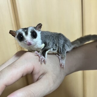 フクロモモンガ2歳～3歳