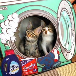 in瀬戸・来る福招き猫祭り☆何と子猫が50匹～子猫の大祭！2023年9月24日～ ちーむ にゃいんず