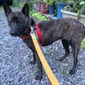 怖いことも頑張って克服中、甲斐犬のみたらし
