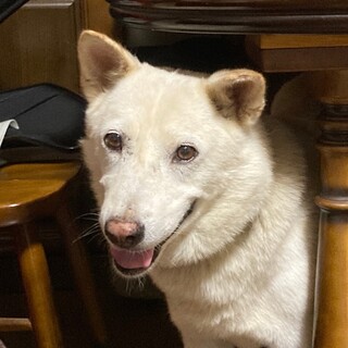 大人しい性格のウータローくん