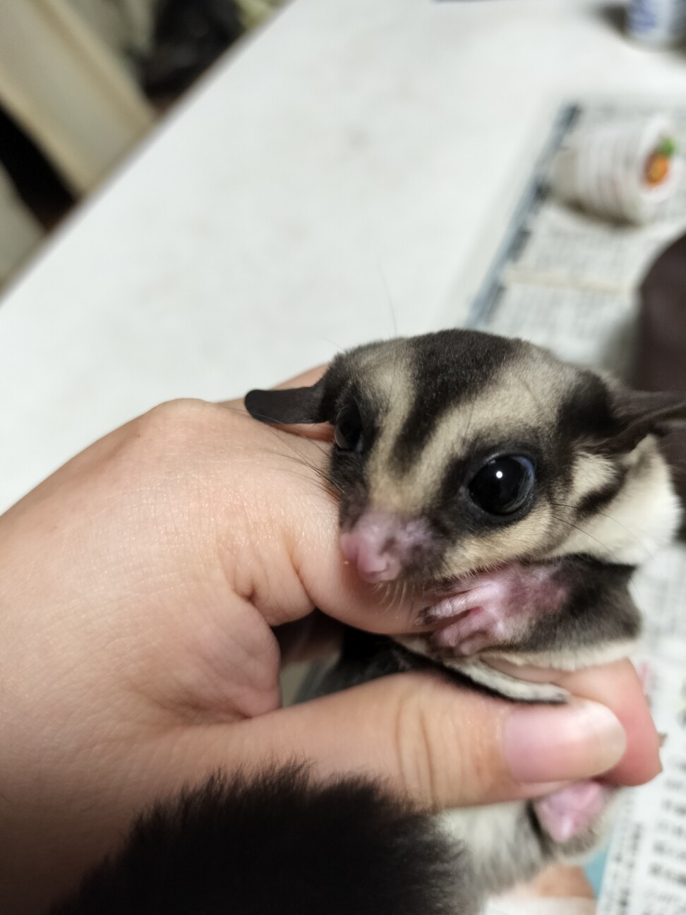 一時停止中 フクロモモンガモザイクの男の子と女の子 サムネイル2
