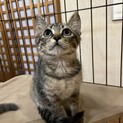 【素敵な里親様に出会えました】アハトくん