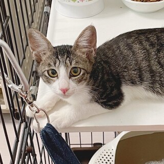 成猫とも仲良く遊べます(^^)