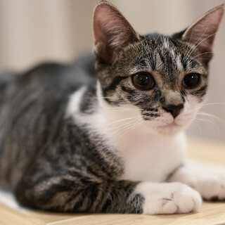 元気で甘えん坊♪体の上で寝ます♡