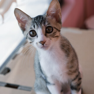 超甘えん坊♡抱っこもお膝も大好き！