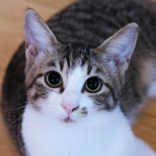 人が大好き、ずーっと傍から離れません♡