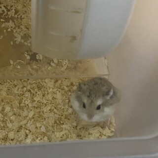 ロボロフスキーの赤ちゃん